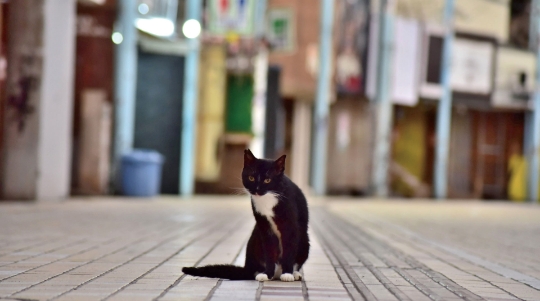 殺処分される犬猫たちの命を考える